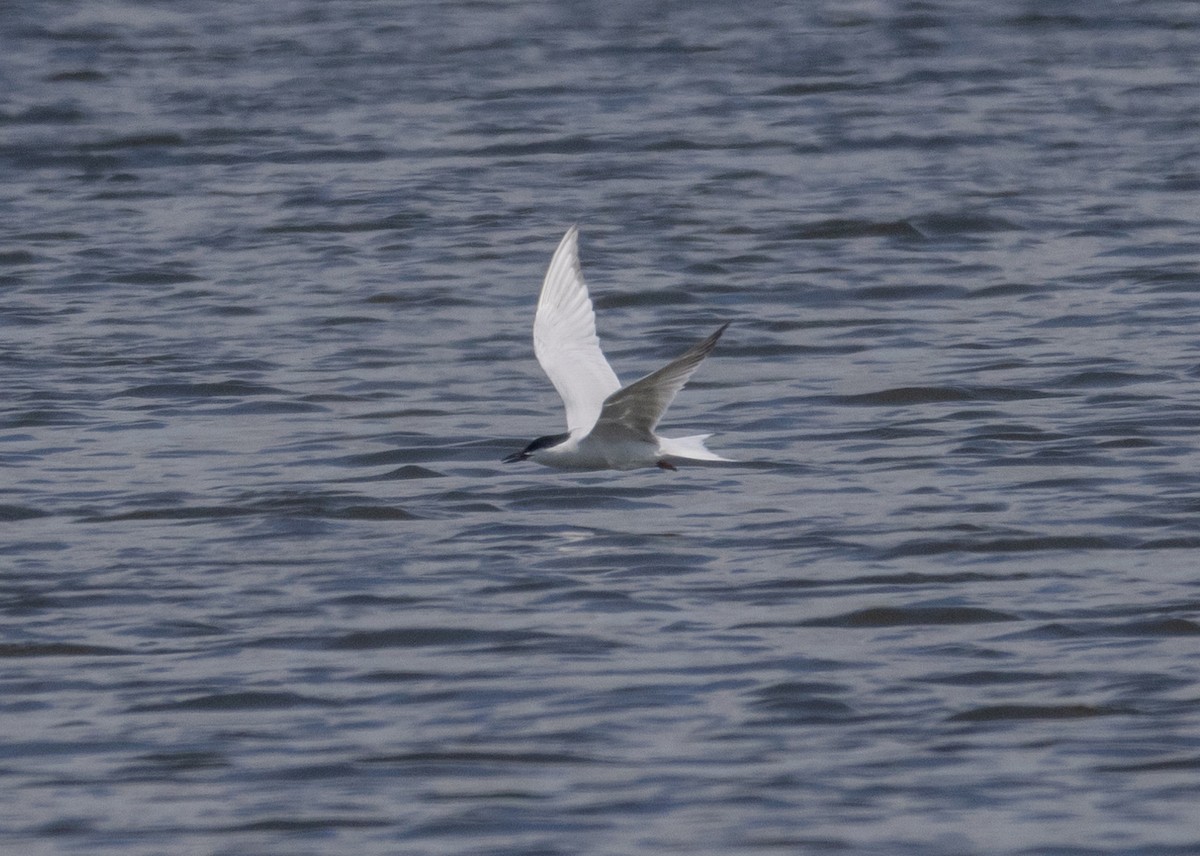Gull-billed Tern - ML620538101