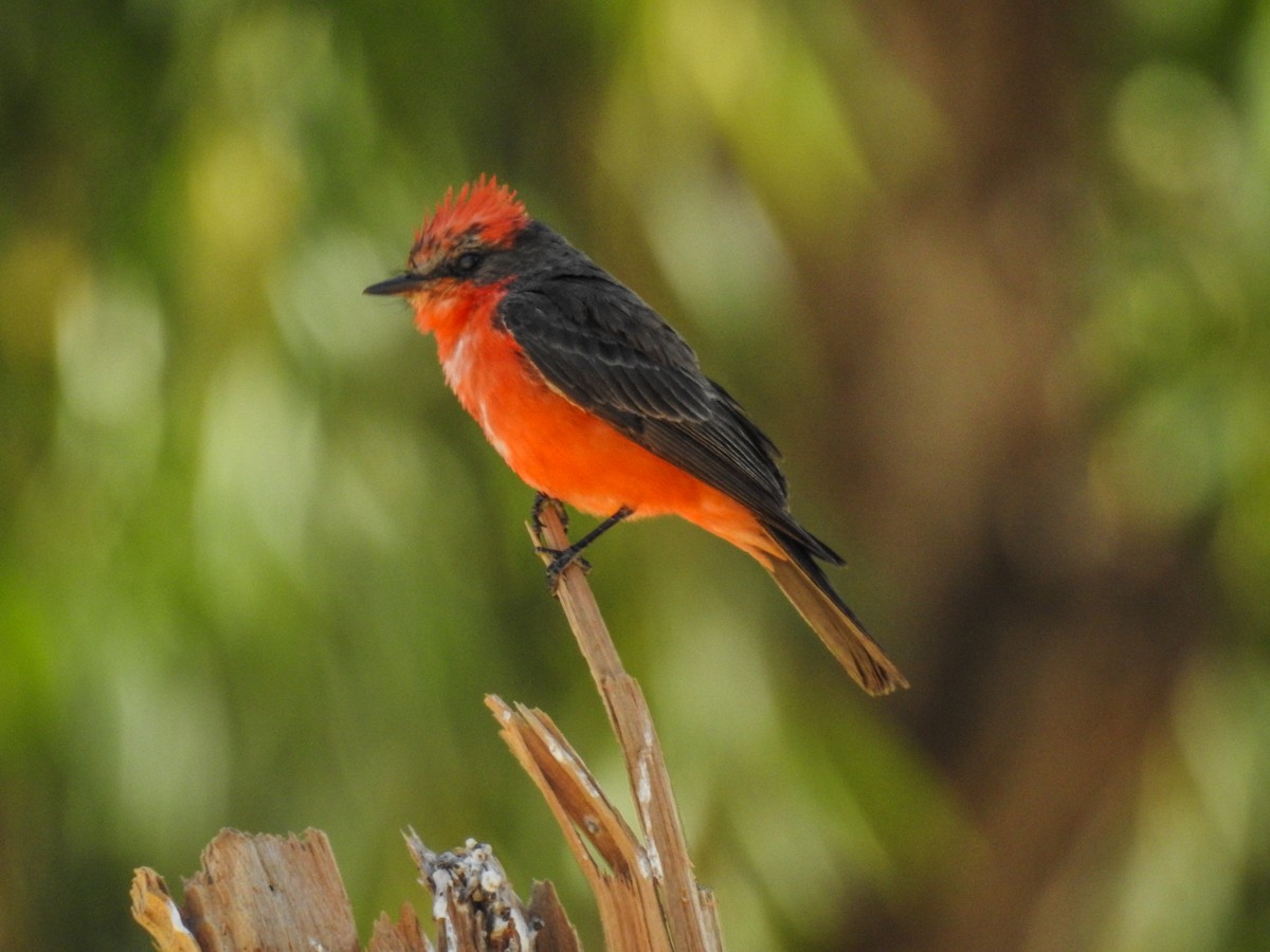 Vermilion Flycatcher - ML620538103