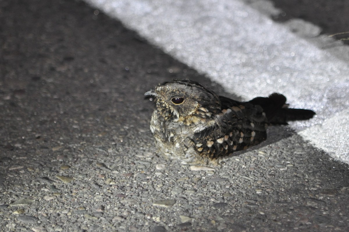 Little Nightjar - ML620538105