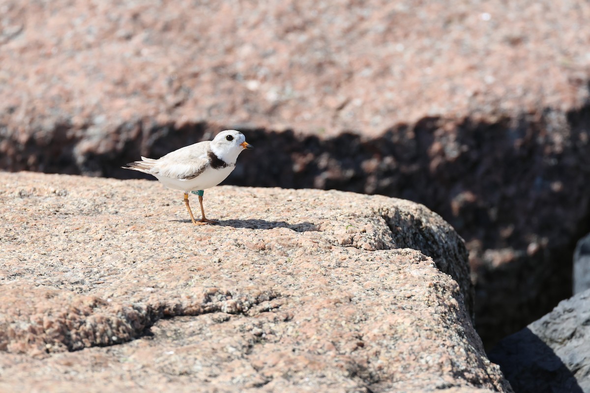 Piping Plover - ML620538106