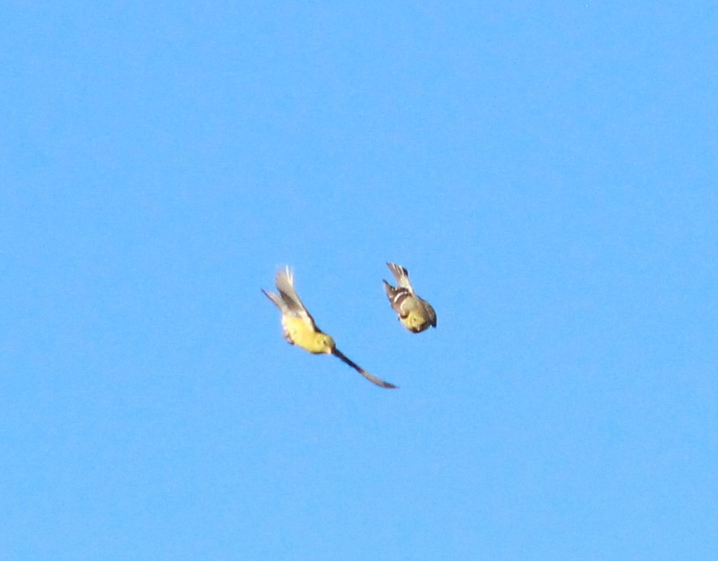 American Goldfinch - ML620538110