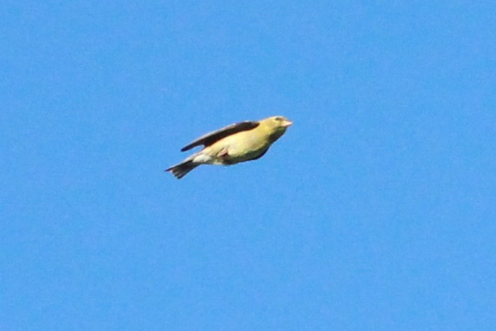 American Goldfinch - ML620538111