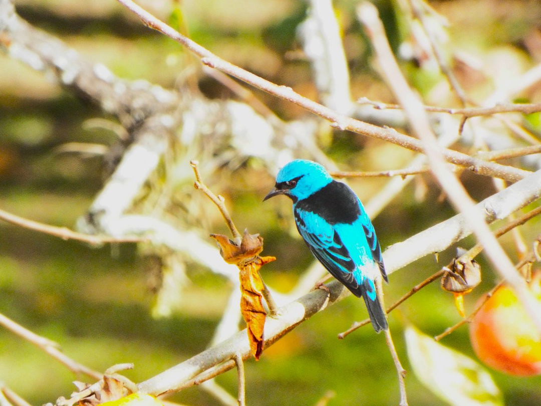 Blue Dacnis - ML620538117