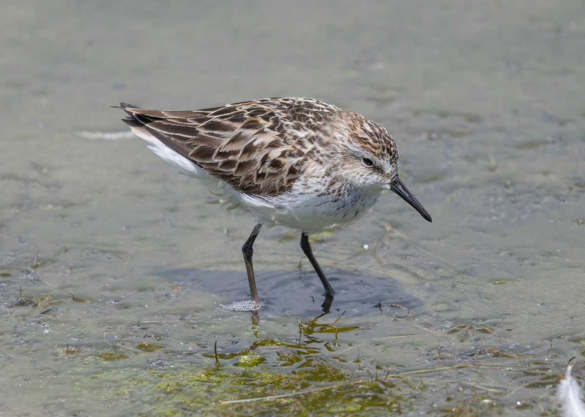 Semipalmated Sandpiper - ML620538120