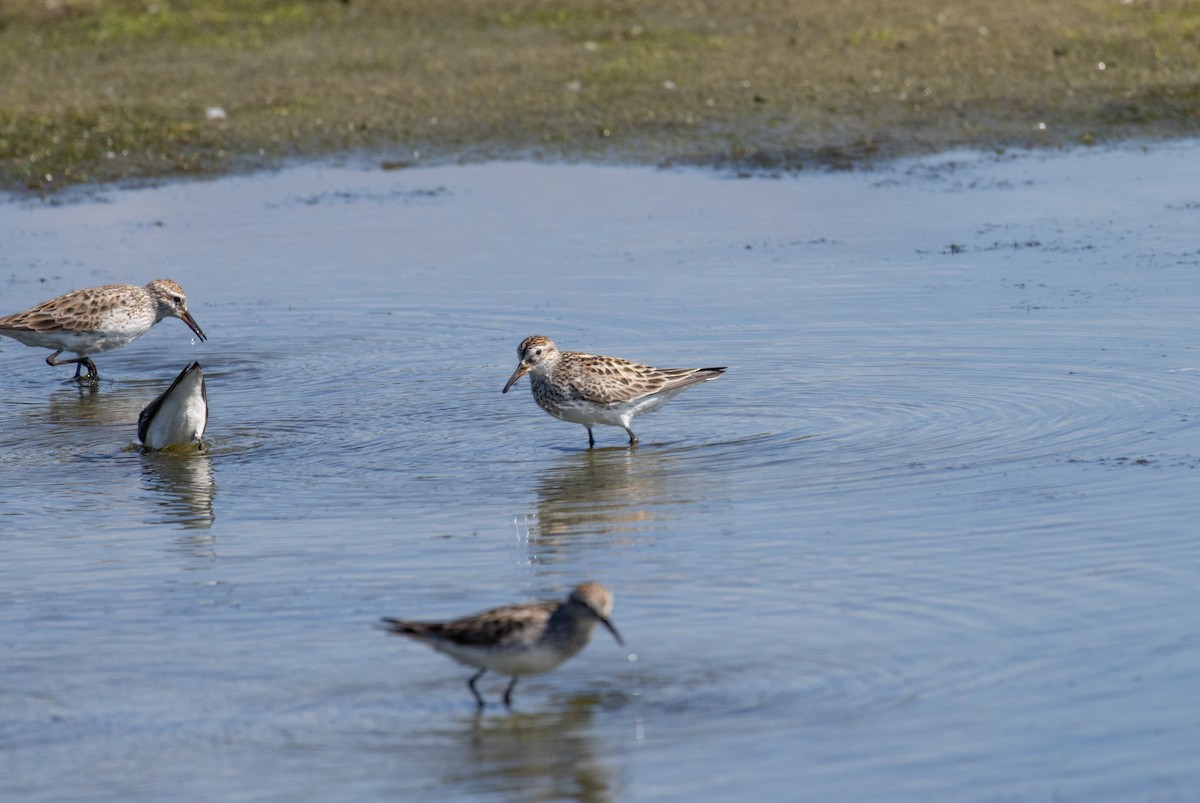 White-rumped Sandpiper - ML620538124