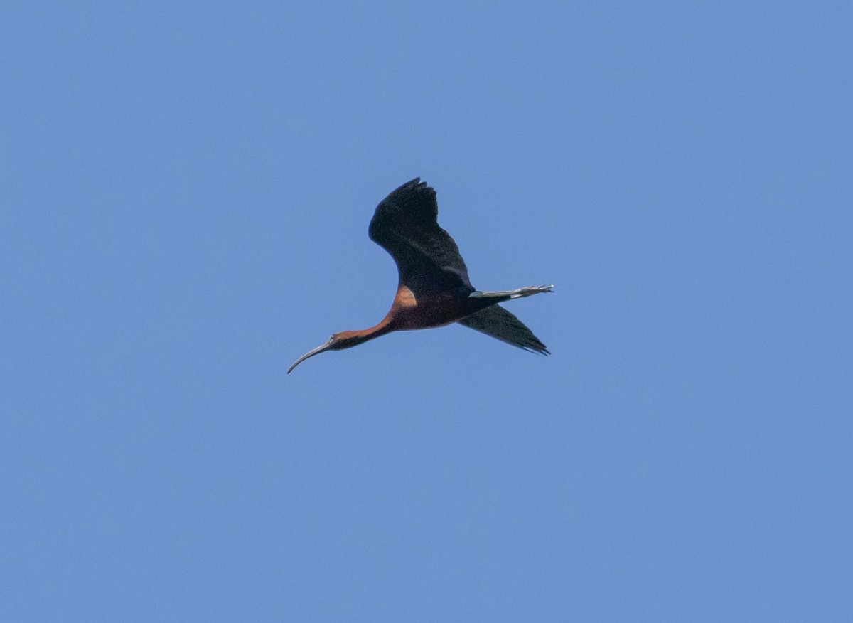 ibis hnědý - ML620538126
