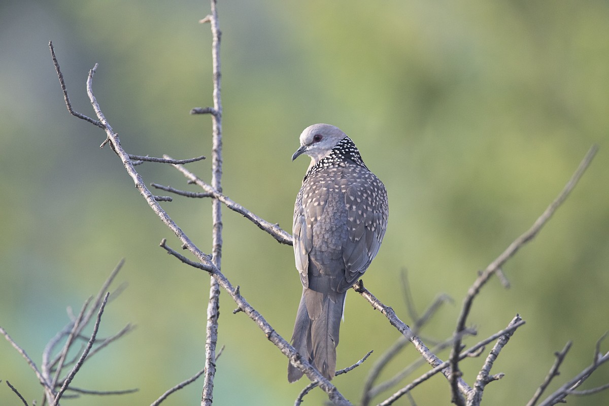 Spotted Dove - ML620538134