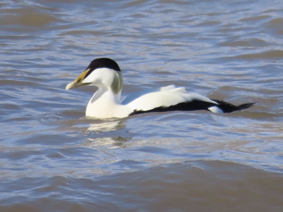 Eider arrunta - ML620538137