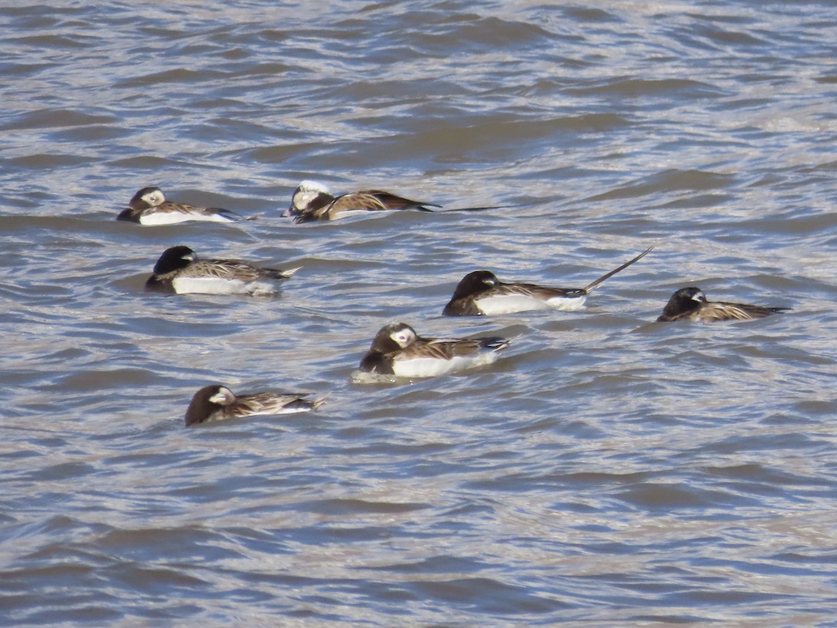 Long-tailed Duck - ML620538143