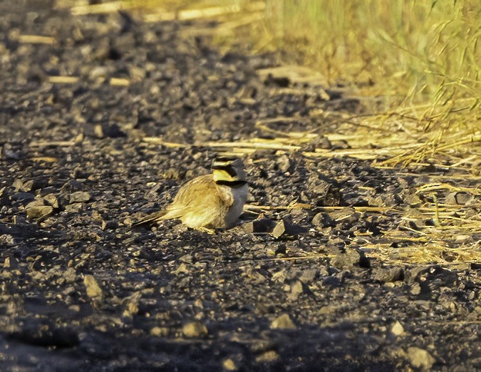 Horned Lark - ML620538146