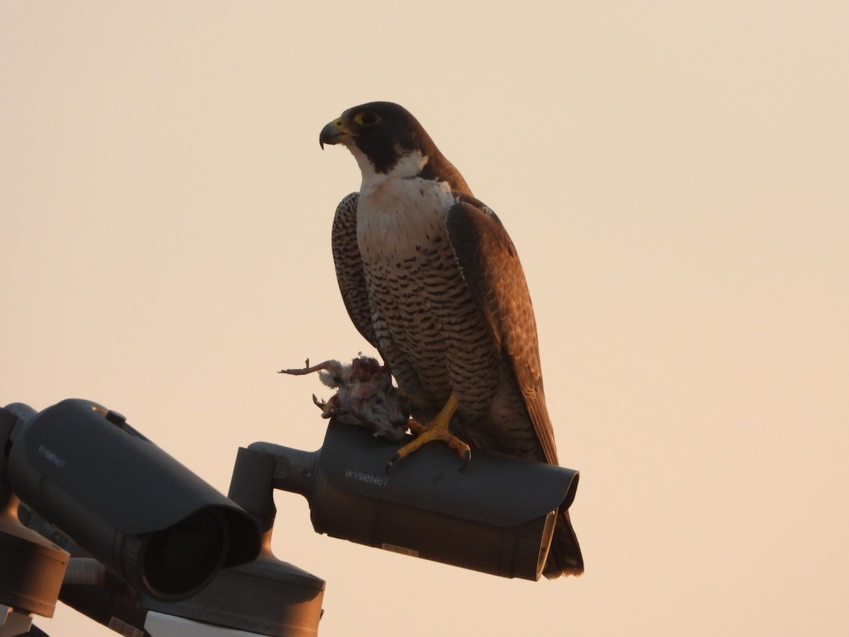 Peregrine Falcon - ML620538162