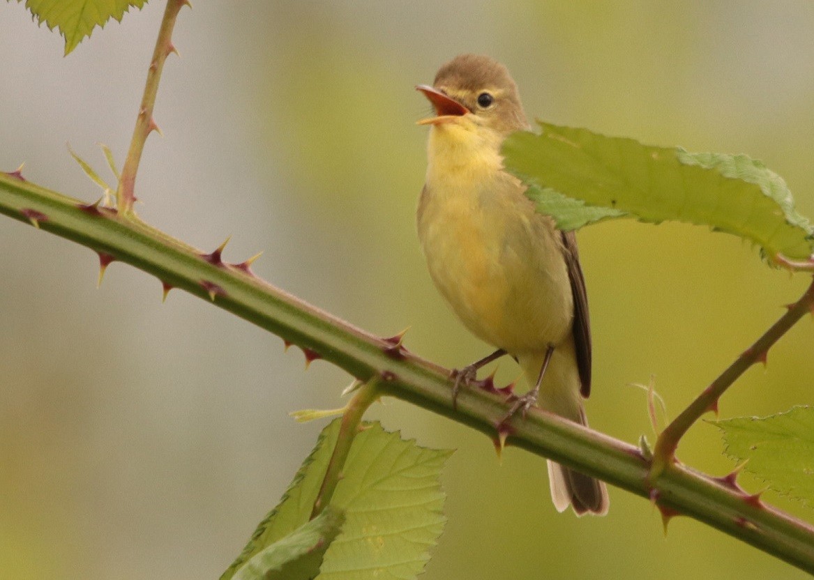 Melodious Warbler - ML620538175