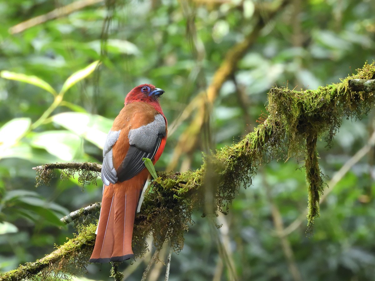 Trogon à tête rouge - ML620538177