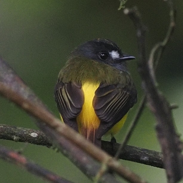 Ornate Flycatcher - ML620538181