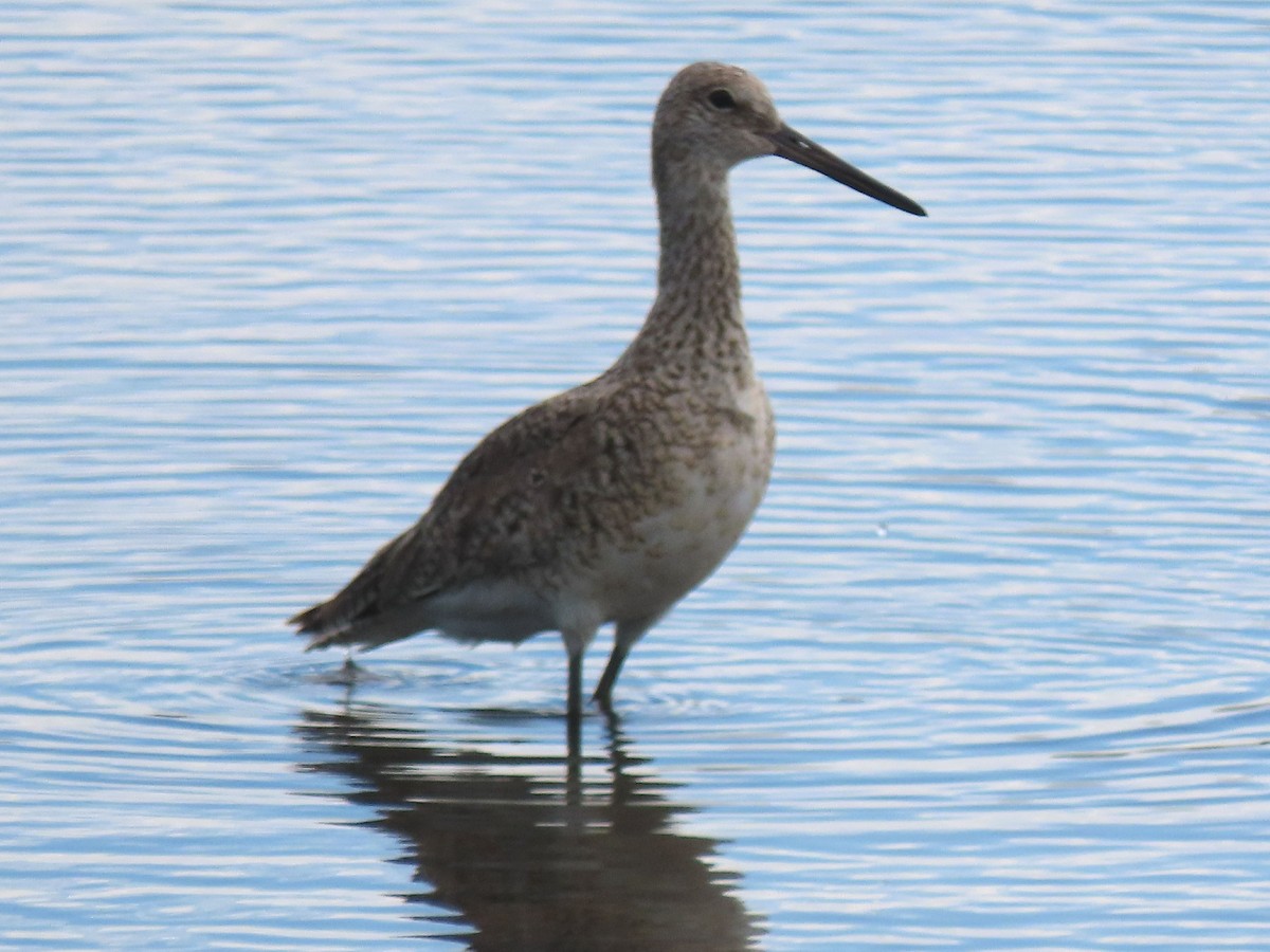 Willet - ML620538187