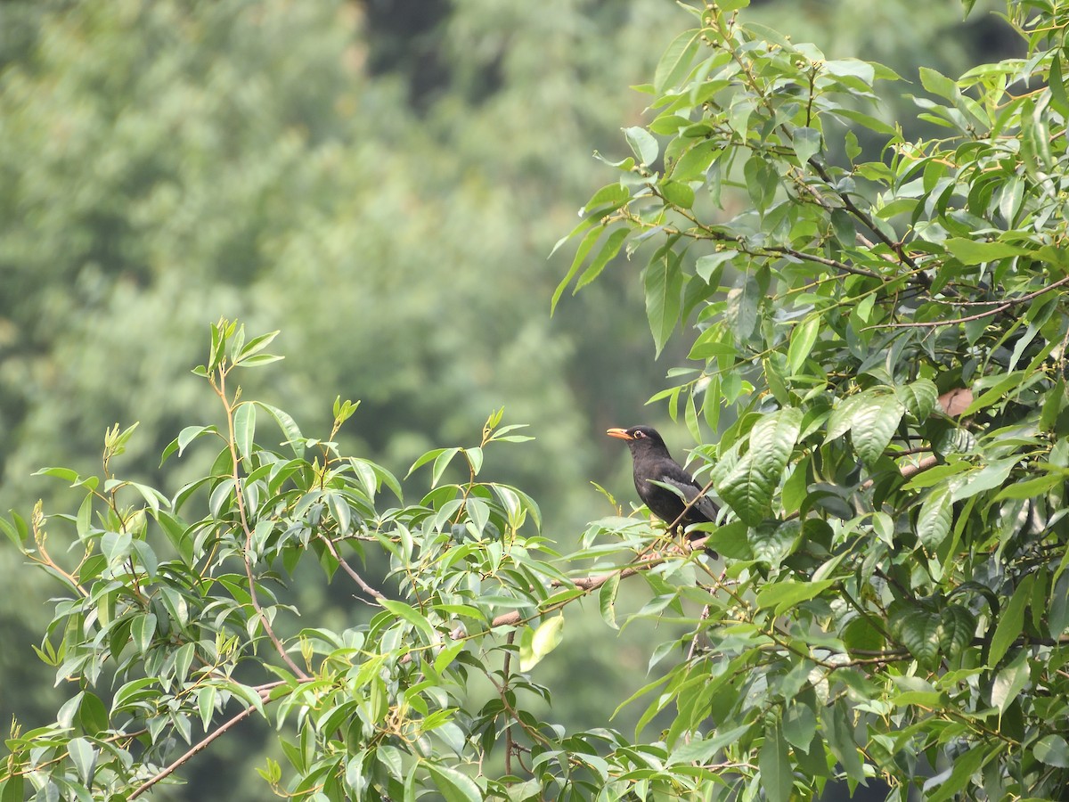 Gray-winged Blackbird - ML620538194