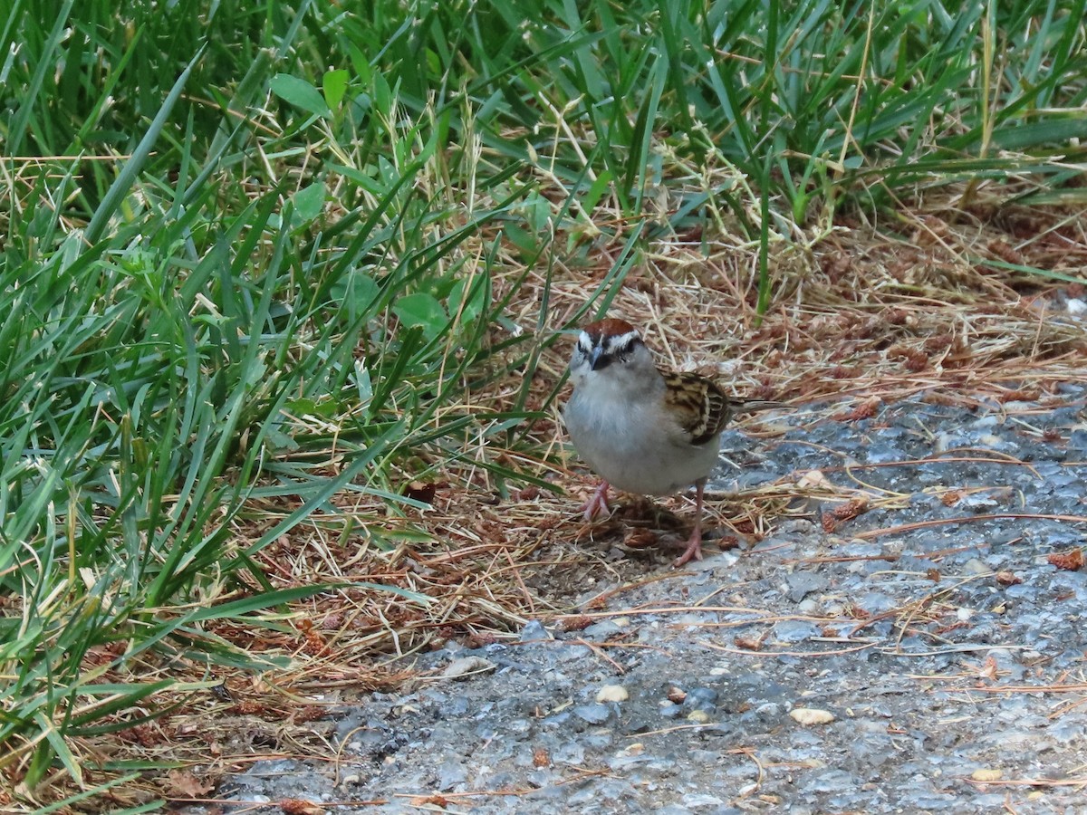 Chipping Sparrow - ML620538195