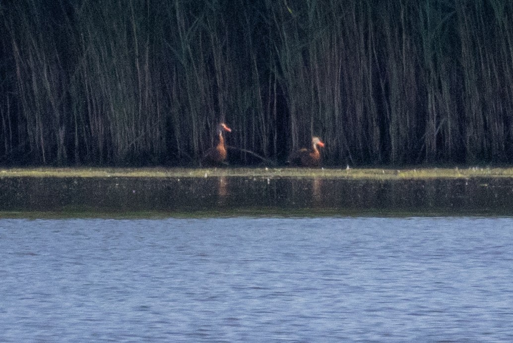 Красноклювая древесная утка (fulgens) - ML620538198