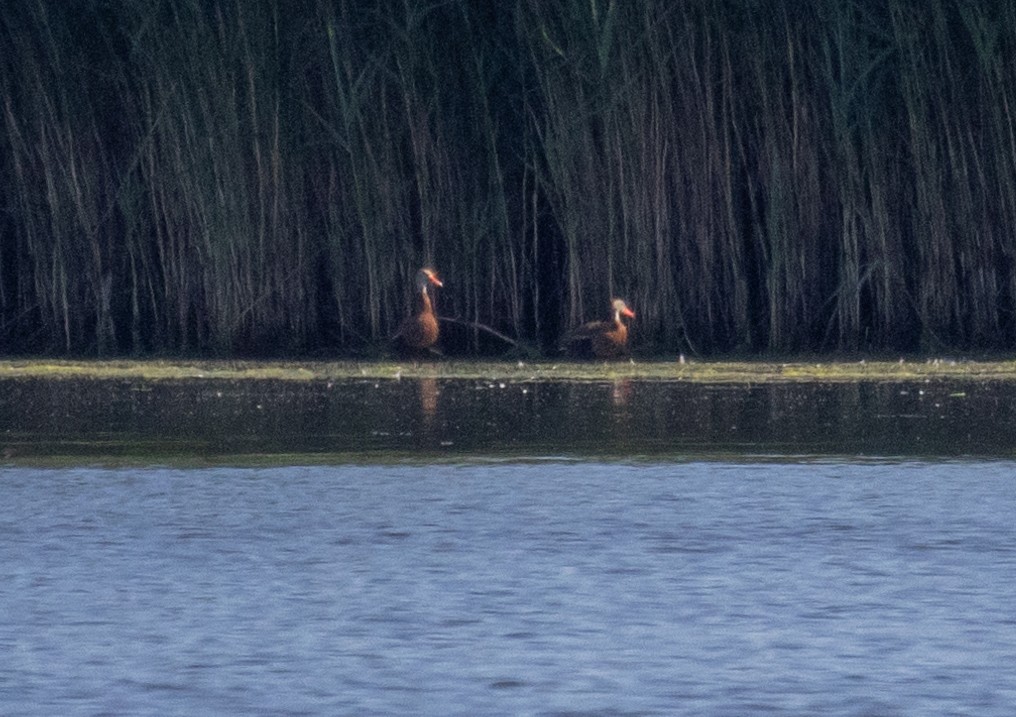 アカハシリュウキュウガモ（fulgens） - ML620538199