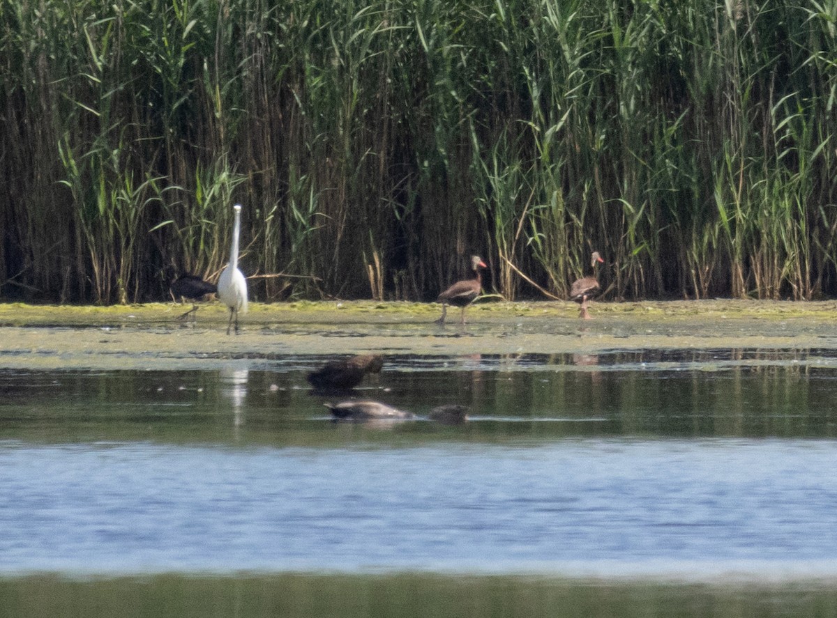 rødnebbplystreand (fulgens) - ML620538200