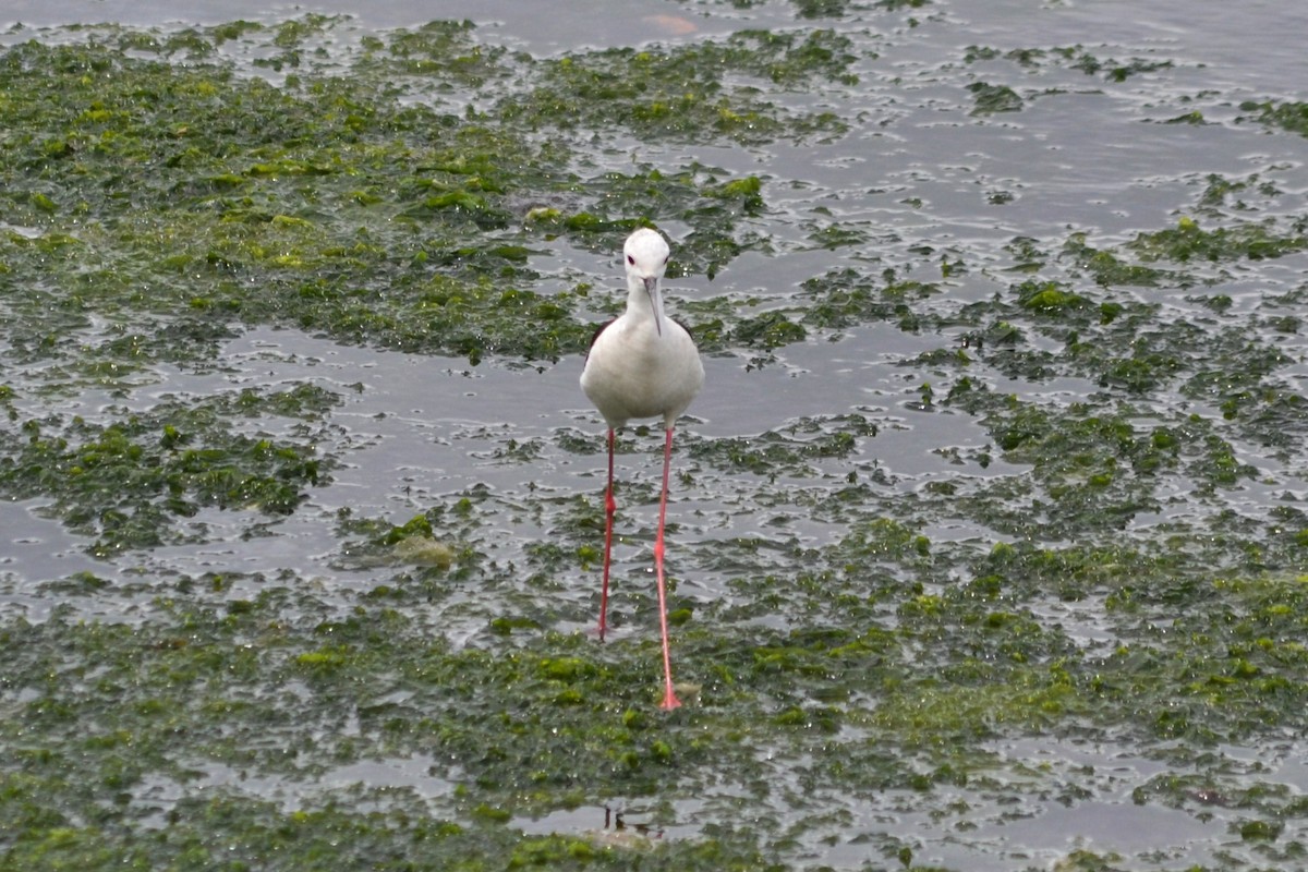 Black-winged Stilt - ML620538203