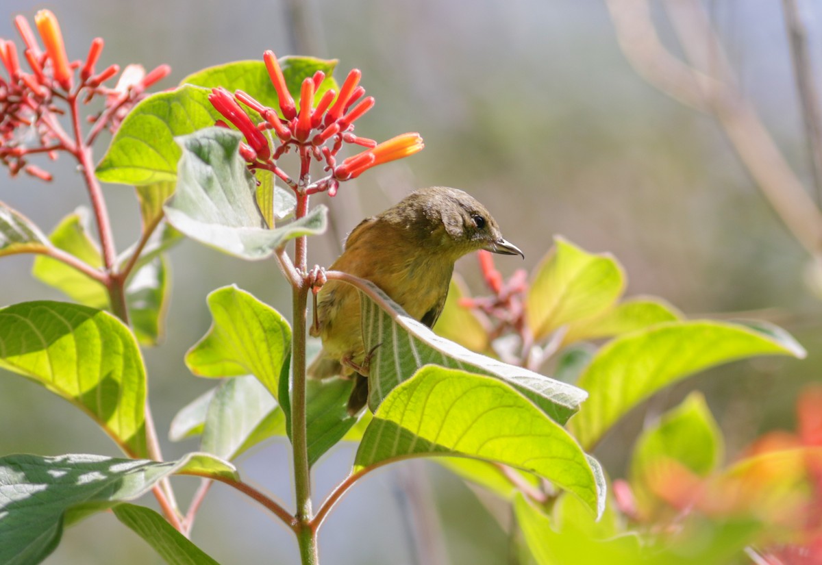 Cinnamon-bellied Flowerpiercer - ML620538206