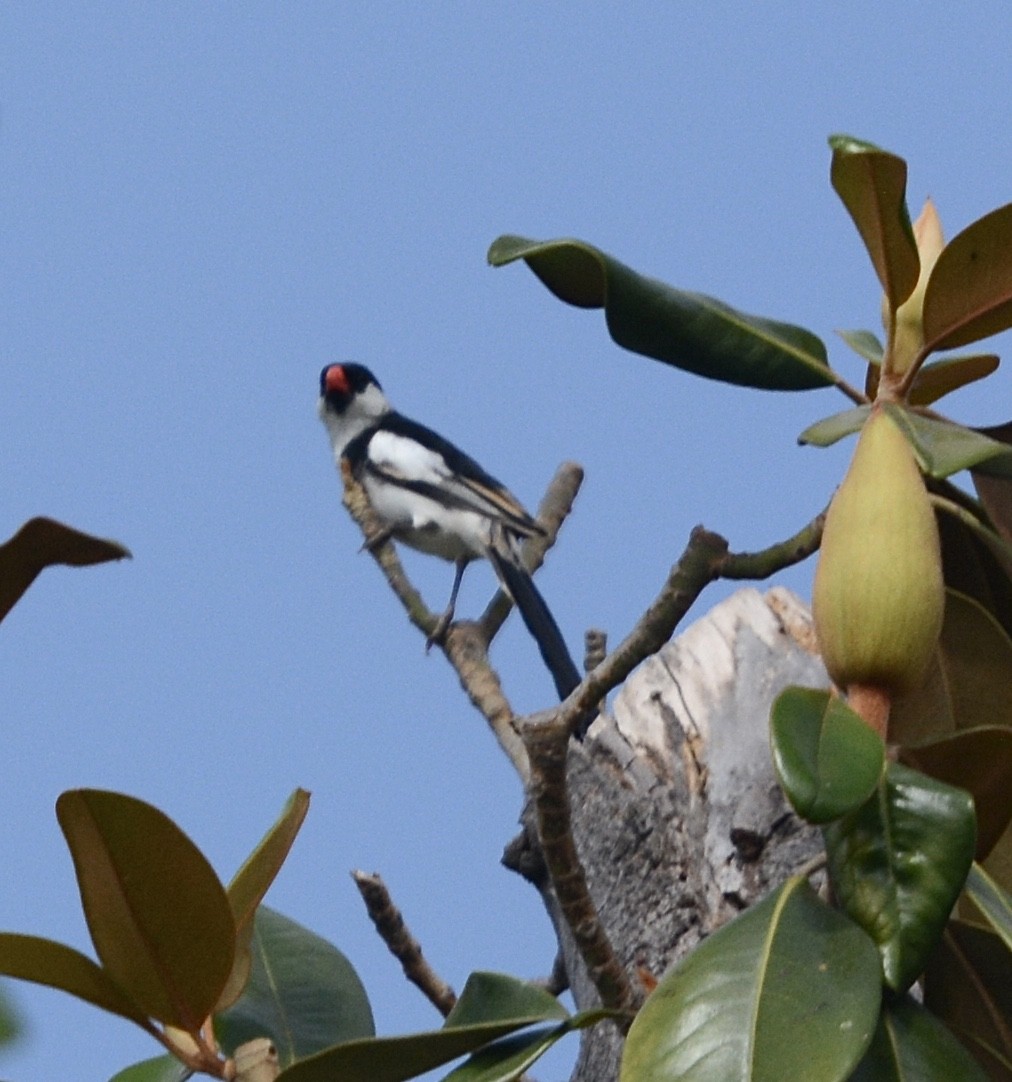 Pin-tailed Whydah - ML620538221