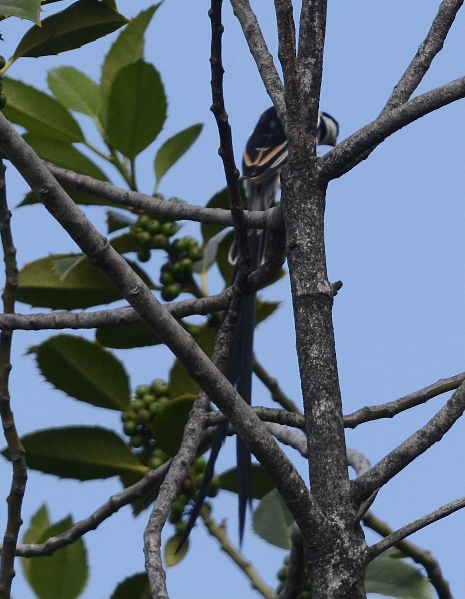 Pin-tailed Whydah - ML620538222