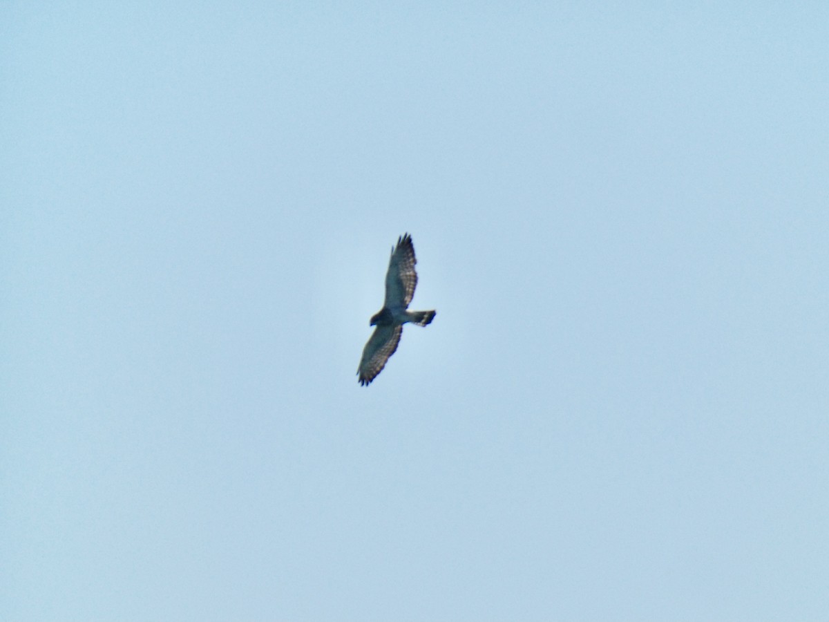 Broad-winged Hawk - ML620538223