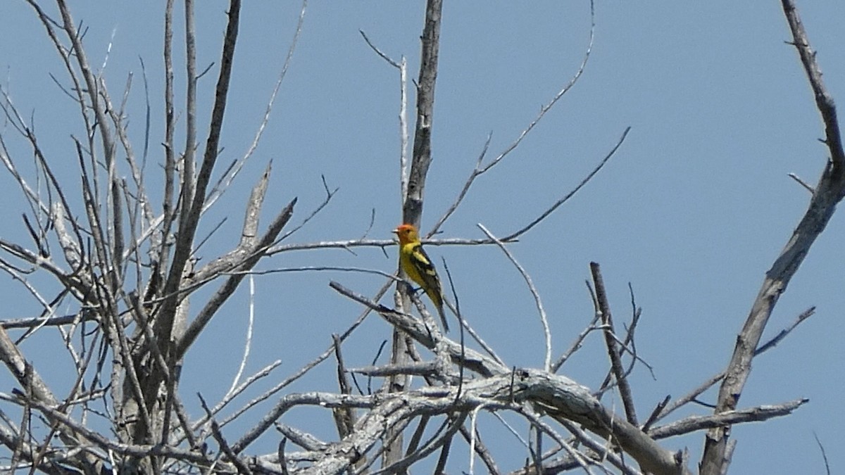 Western Tanager - ML620538227
