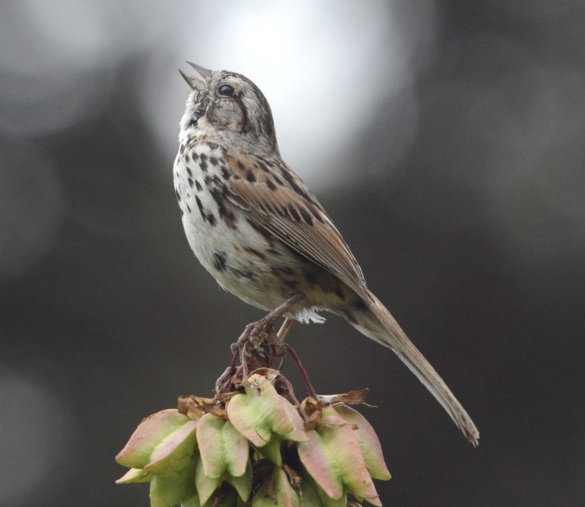 Song Sparrow - ML620538228