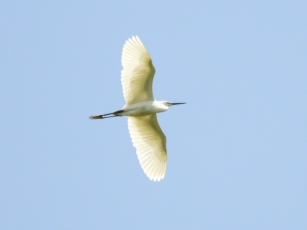 Little Egret - ML620538229