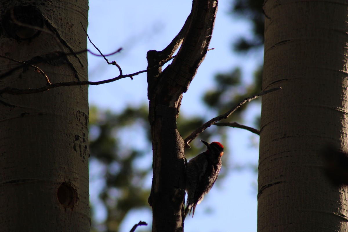 Red-naped Sapsucker - ML620538231