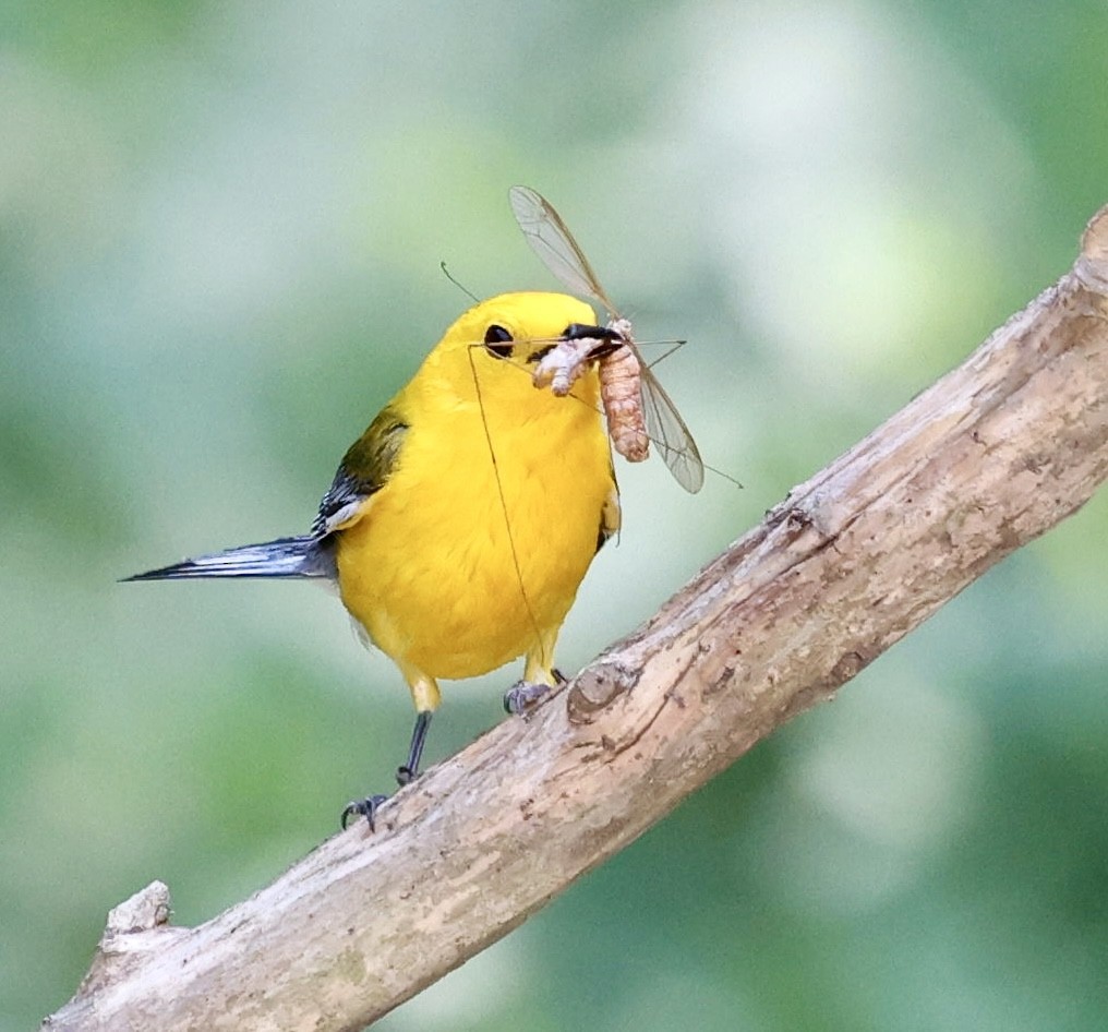 Prothonotary Warbler - ML620538232