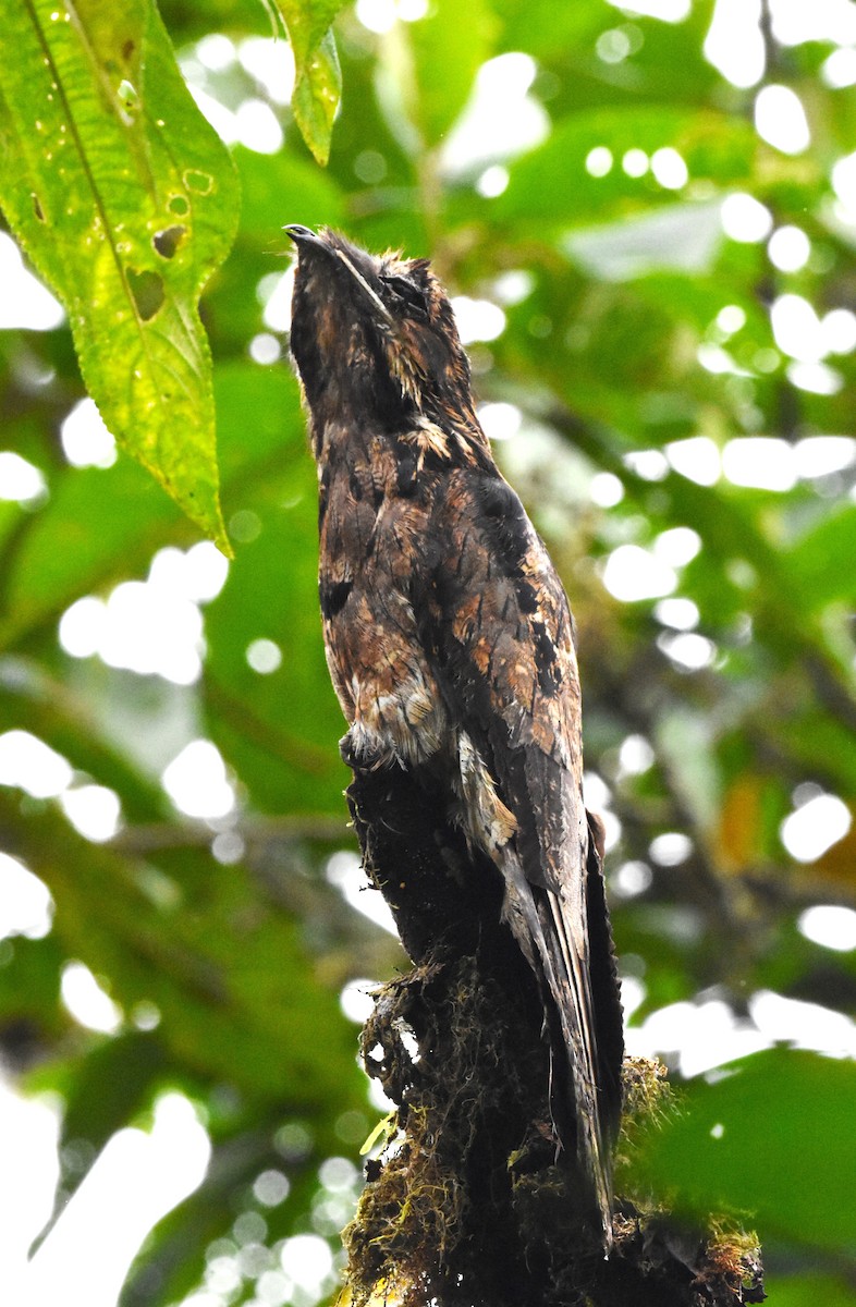 Common Potoo - ML620538269