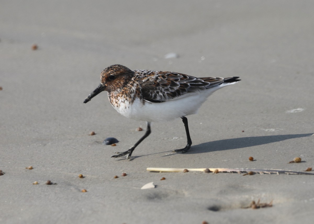 Sanderling - ML620538270