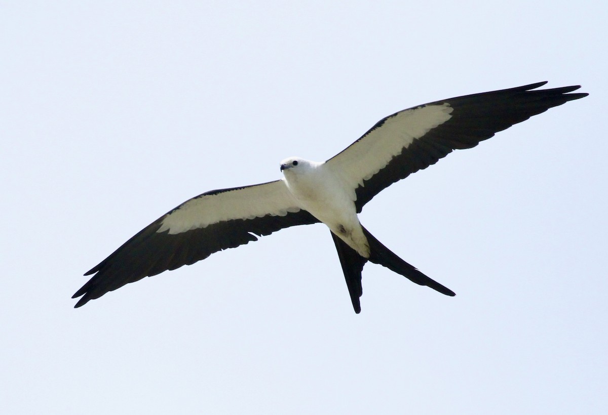 Swallow-tailed Kite - ML620538271