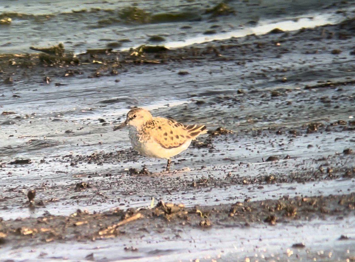 Semipalmated Sandpiper - ML620538274