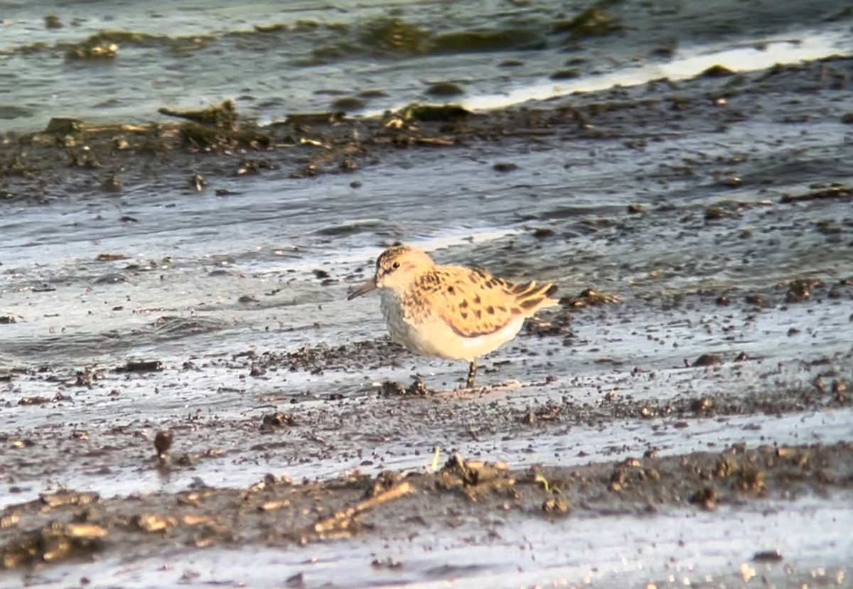 Semipalmated Sandpiper - ML620538275