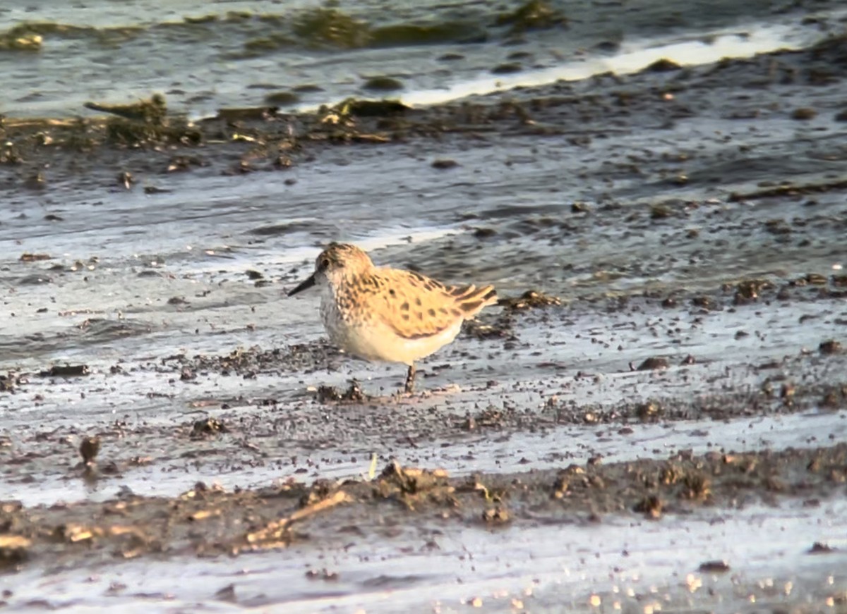 Semipalmated Sandpiper - ML620538276