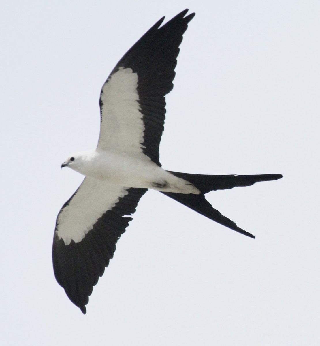 Swallow-tailed Kite - ML620538279