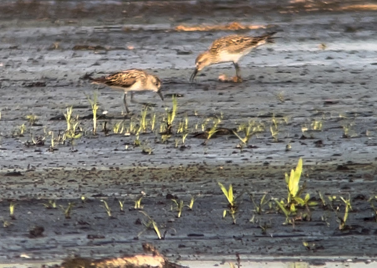 White-rumped Sandpiper - ML620538285