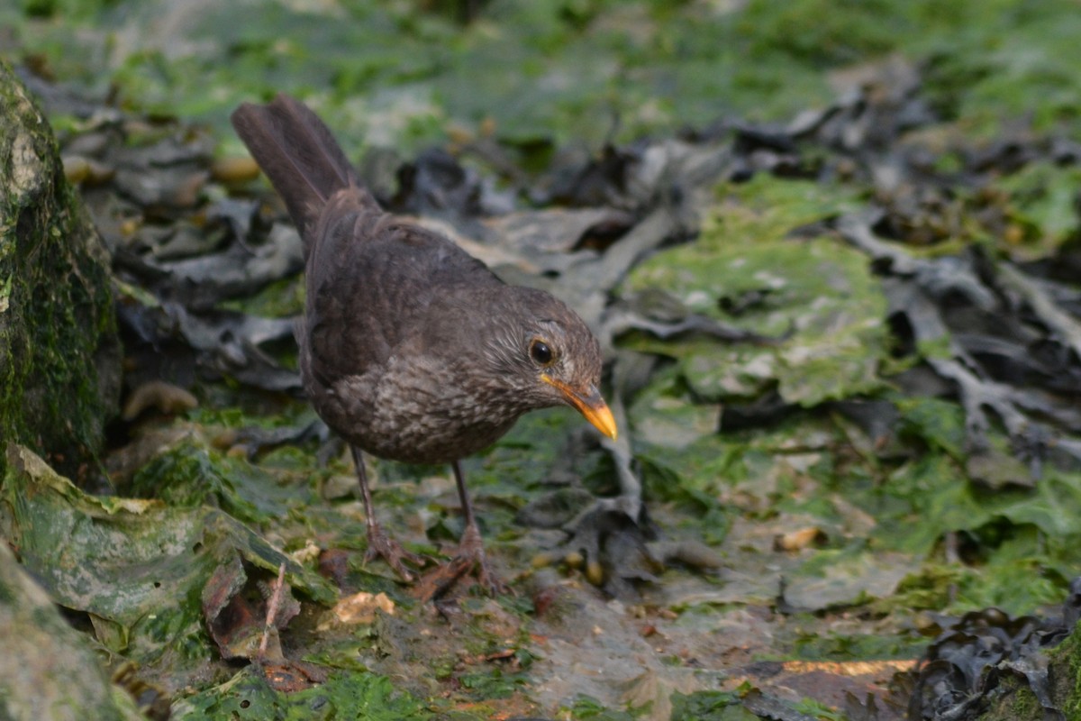 Eurasian Blackbird - ML620538287