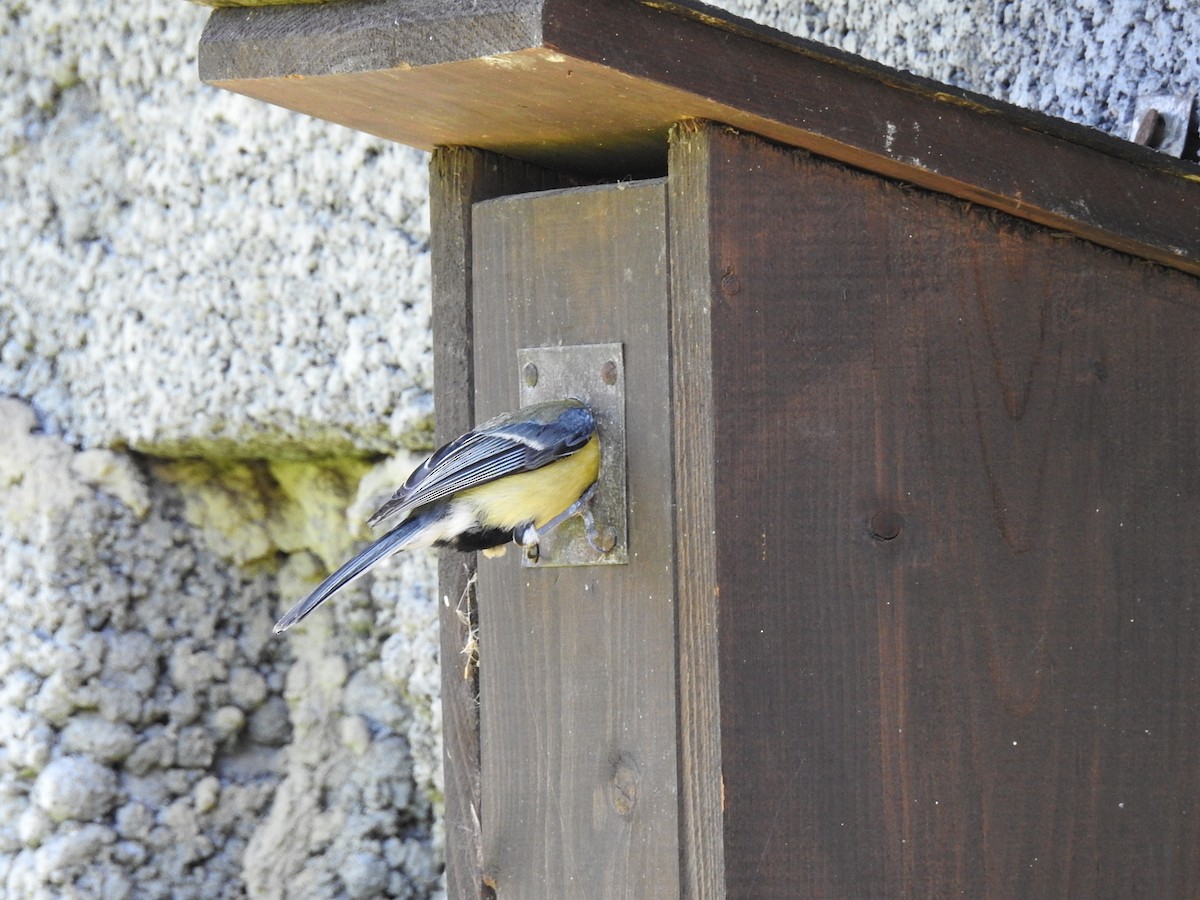 Mésange charbonnière - ML620538289