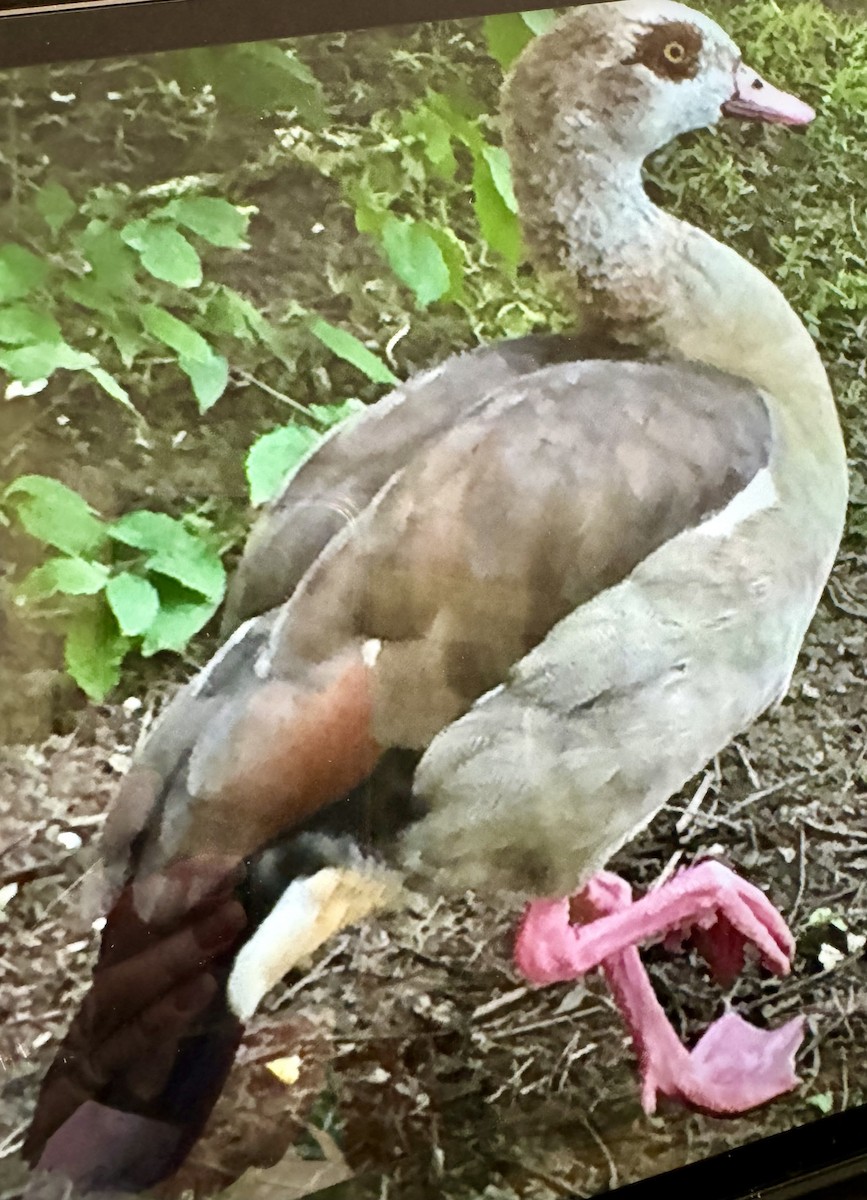 Egyptian Goose - ML620538291