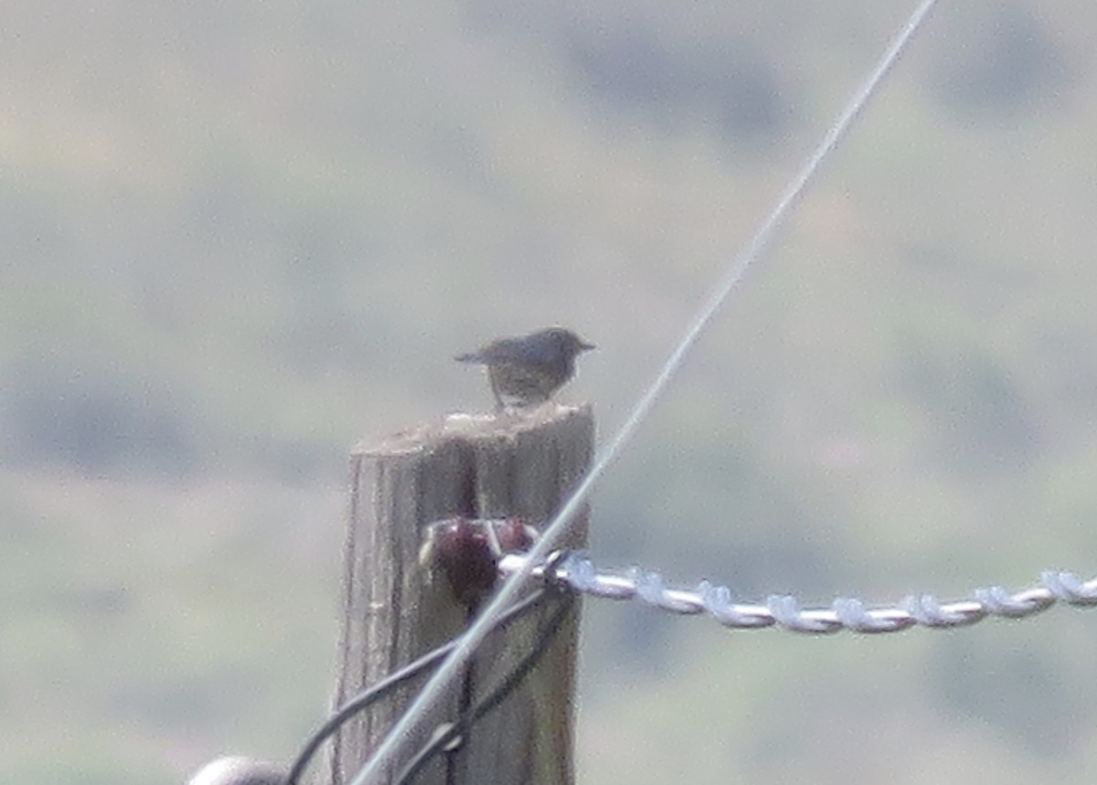 Eastern Bluebird - ML620538300