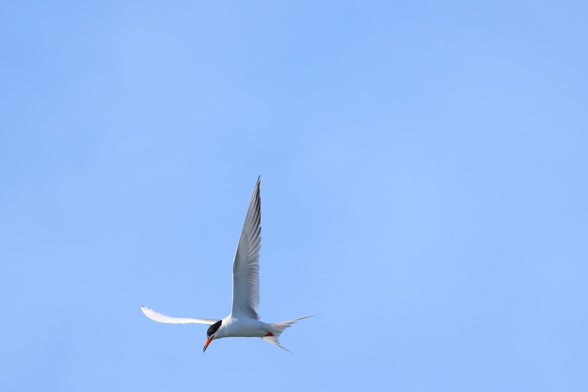 Forster's Tern - ML620538304