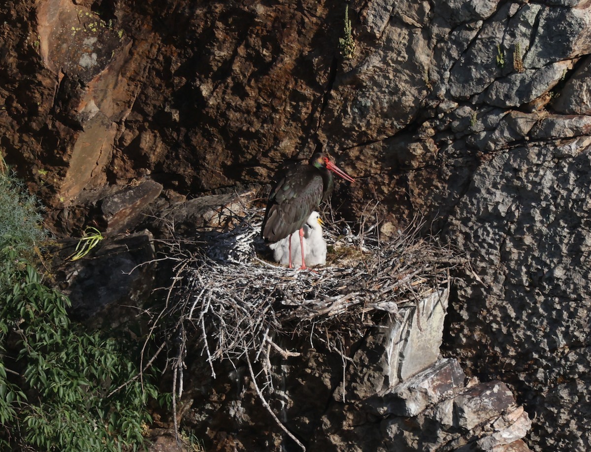 Black Stork - ML620538305