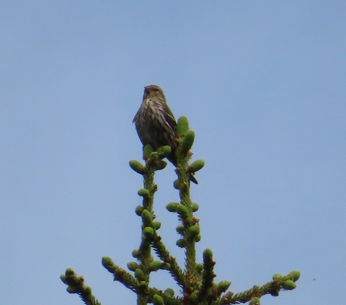 Pine Siskin - Sylvie Gagnon