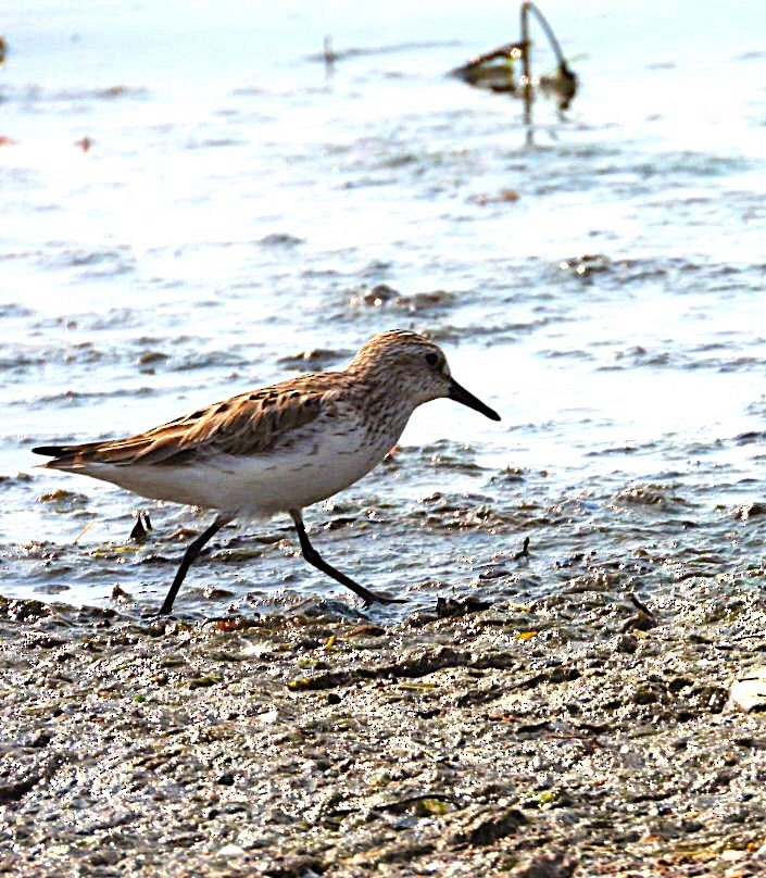 Semipalmated Sandpiper - ML620538311